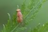 Sapromyzosoma quadricincta